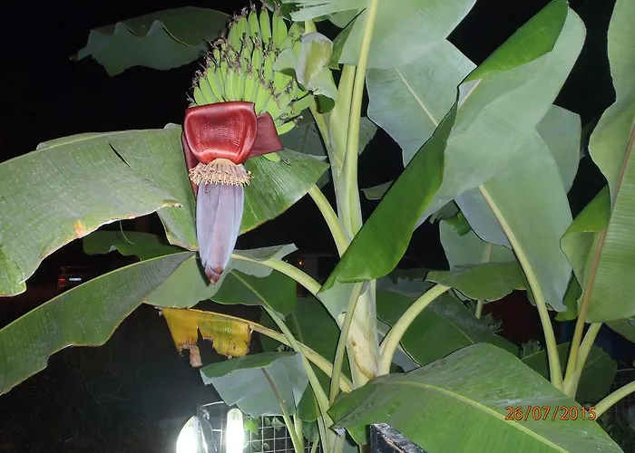 Sirin Frühstückspension