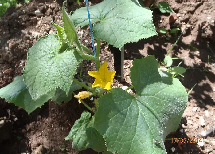 Sirin Frühstückspension Fethiye