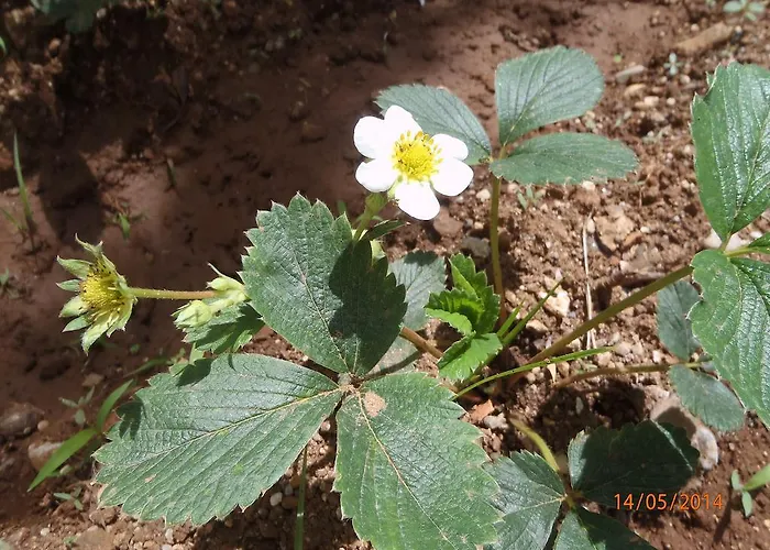 Frühstückspension Sirin 2*