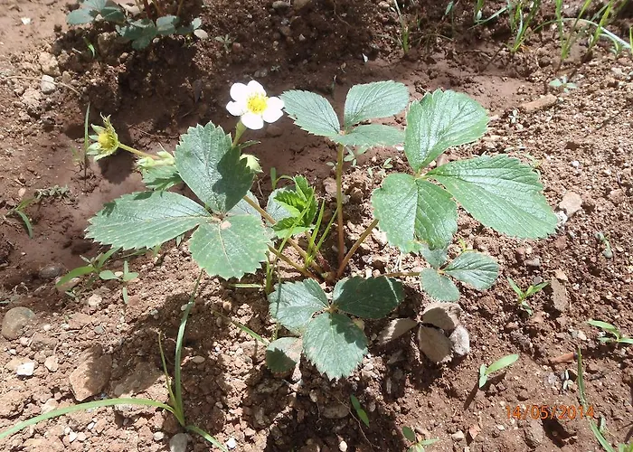 Sirin Frühstückspension 2*