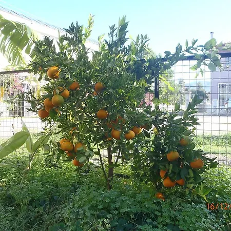 Sirin Alojamento de Acomodação e Pequeno-almoço 2*