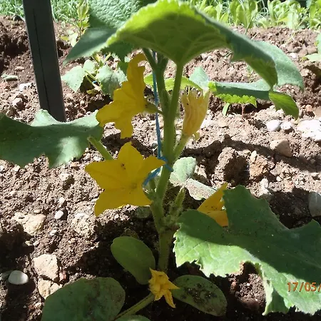 Bed & Breakfast Sirin 2*