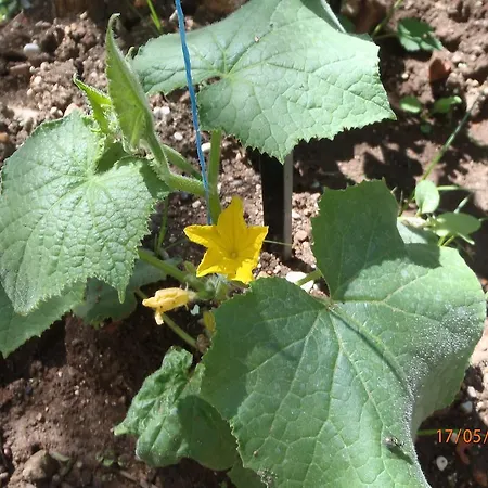 Sirin Bed and Breakfast Φετιγιέ