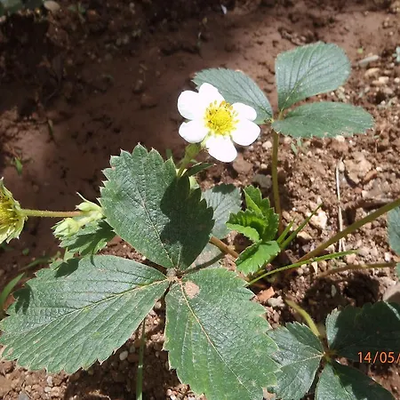 Bed and Breakfast Sirin 2*