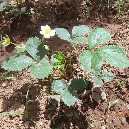 Sirin Bed and Breakfast 2*