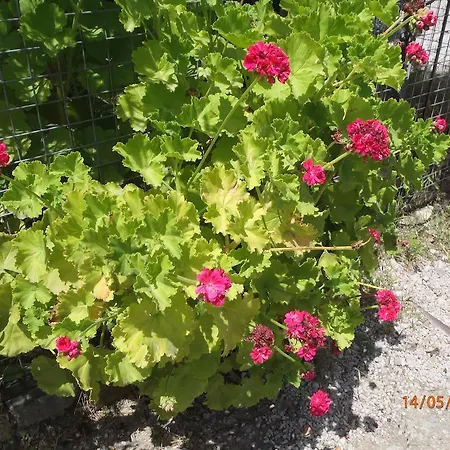 Sirin Bed and Breakfast Φετιγιέ