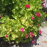 Sirin Bed and Breakfast Φετιγιέ
